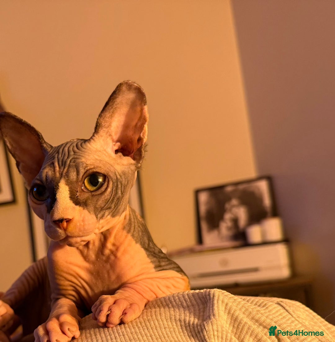 Sphynx cats for sale: Sphynx girl - Image 3