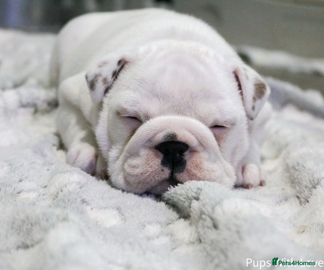English Bulldog dogs for sale: ⭐ Exceptional Health Tested Parents ONLY 1 💙 left - Image 2