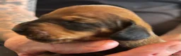 Dachshund dogs for sale: QUALITY KC STANDARD SMOOTH DAHSHUNDS  - Advert 7