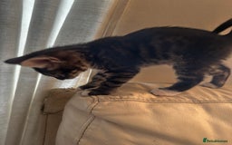 Bengal cats for sale: Stunning Silver & Charcoal Bengal Boys & Girls! - Image 19