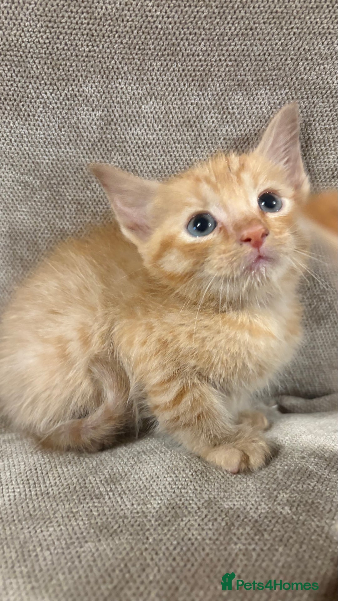 Mixed Breed cats for sale: Bengal cross male kittens  - Image 5