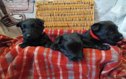 Scottish Terrier dogs for sale: Scottie terrier puppies - Advert 7