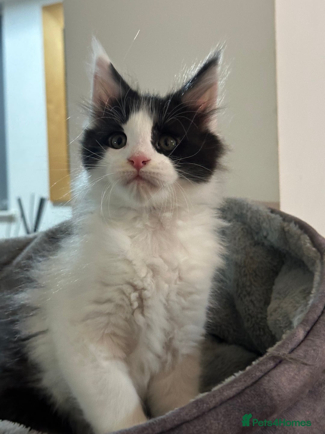 Maine Coon cats for sale: GCCF 2x Male Tuxedo Maine Coons Ready to Reseverve - Advert 4
