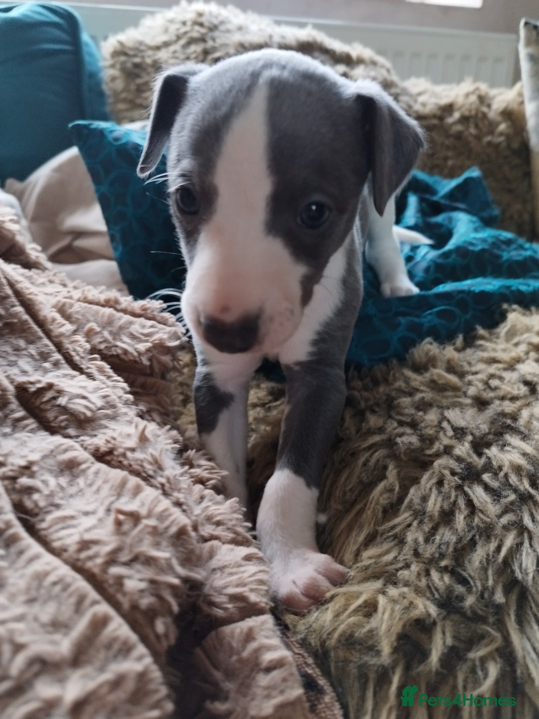 Whippet dogs for sale: Beautiful KC registered whippet puppies  - Advert 3