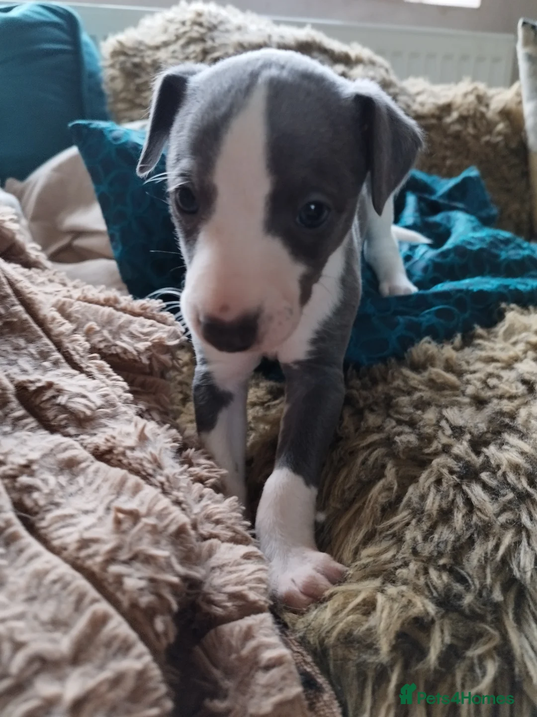 Whippet dogs for sale: Beautiful KC registered whippet puppies  - Advert 13