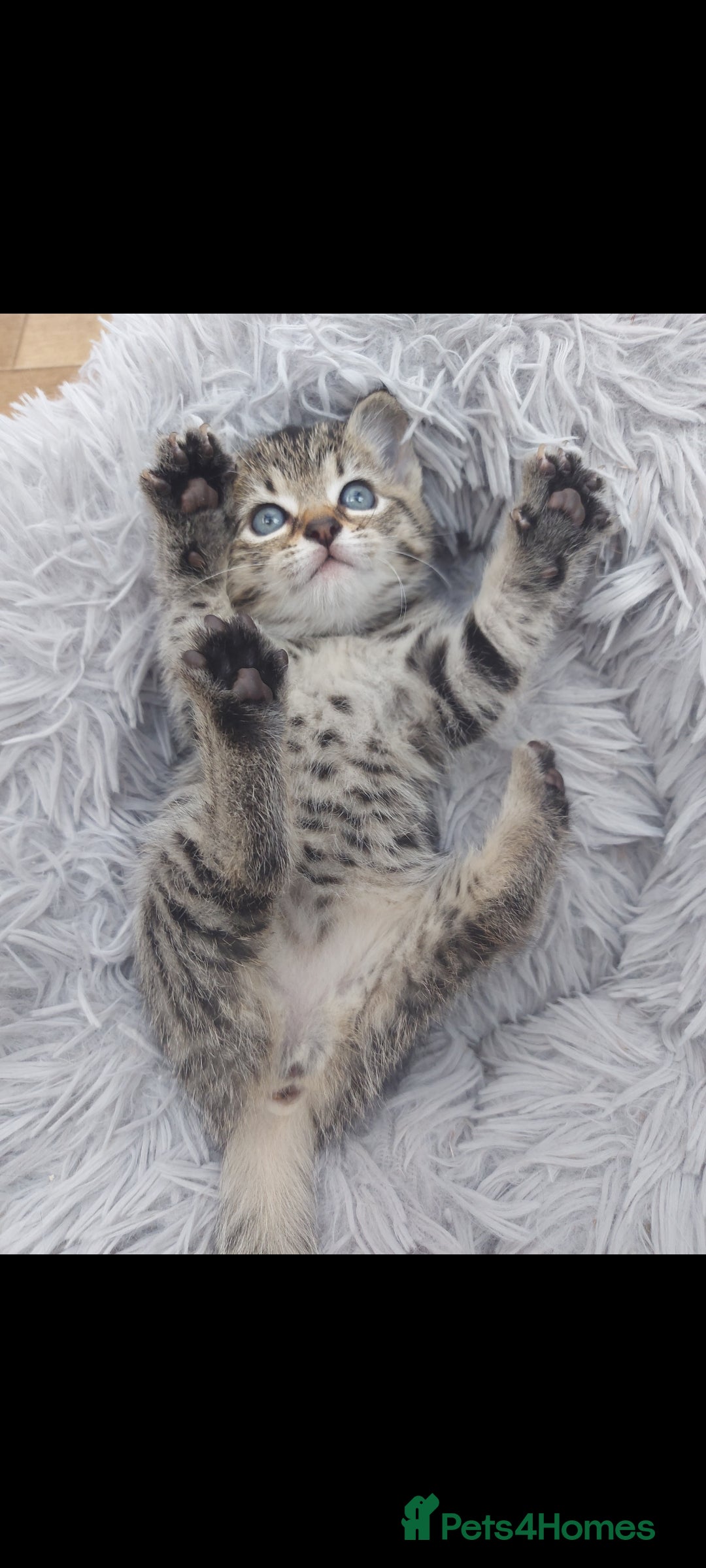 Mixed Breed cats for sale: Beautiful kittens 🥰 - Advert 23