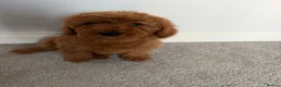 Cockapoo dogs for sale: F1b toy cockapoo Ready to leave  - Advert 10