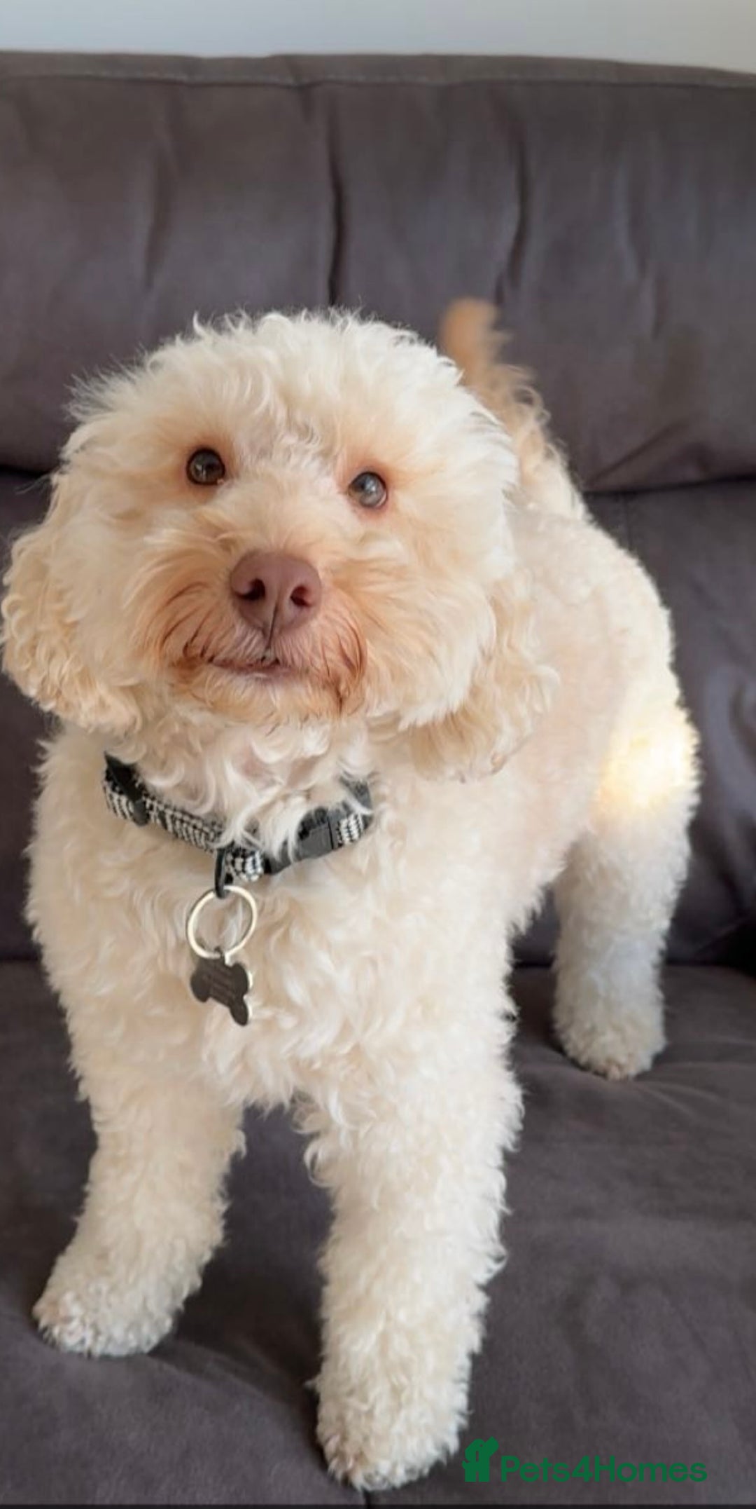 Mixed Breed dogs for sale: Ace is looking for his forever home! - Advert 1