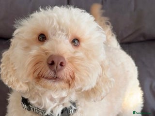 Mixed Breed dogs Ace is looking for his forever home! - Advert 1