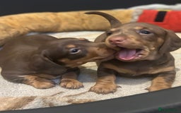Miniature Dachshund dogs for sale: Miniature dachshunds, ready now - Image 7