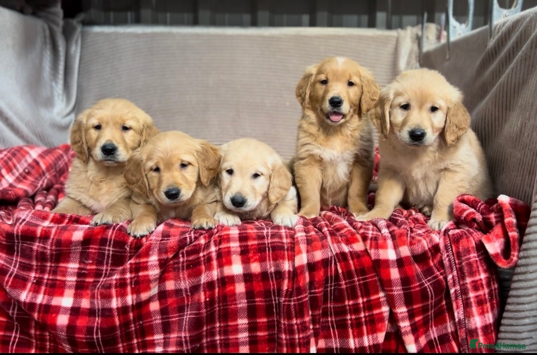 Golden Retriever dogs for sale: STUNNING GOLDEN RETRIEVER PUPPIES READY NOW - Image 2