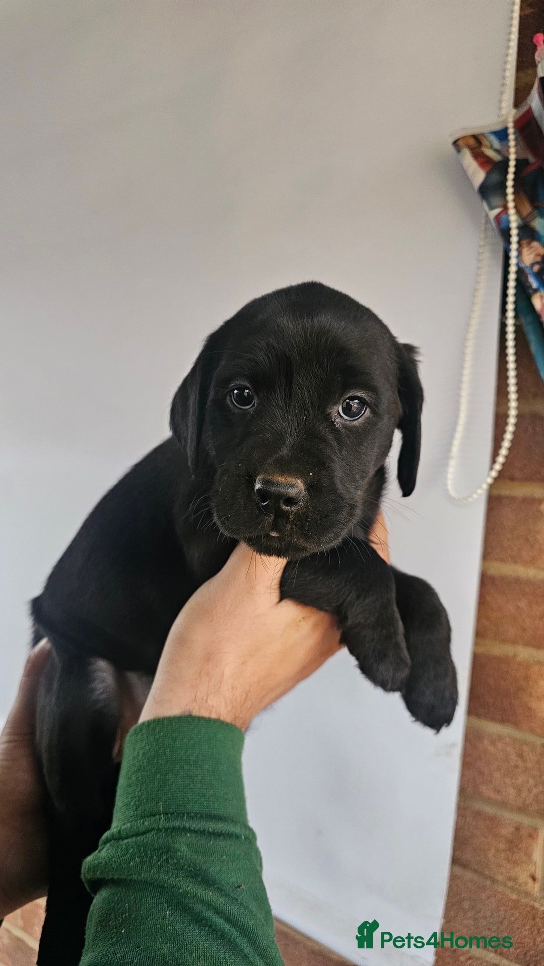 Labrador Retriever dogs for sale: Stunning 9 Labradors puppies  - Advert 9