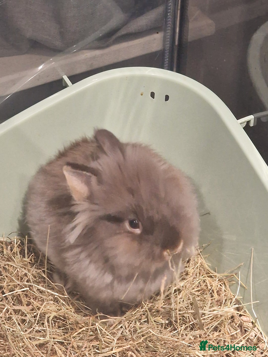 Lionhead rabbits for sale: Lionhead mix ( COCO) rabbit - Advert 3