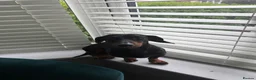 Miniature Dachshund dogs for sale: Satch needs a forever home- FREE - Advert 5