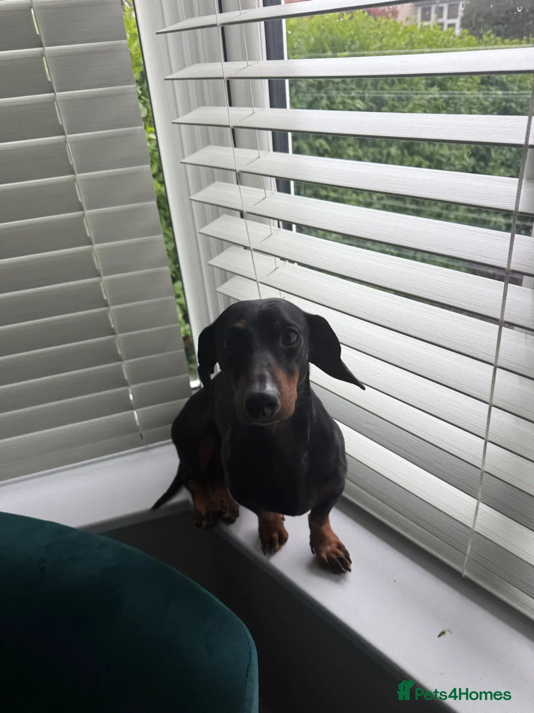 Miniature Dachshund dogs for sale: Satch needs a forever home- FREE - Advert 5