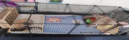 Dwarf Lop rabbits for sale: Rabbit 🐇  - Advert 8