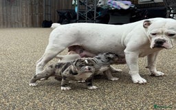 Olde English Bulldogge dogs for sale: Olde English Bulldogge puppies - Image 8