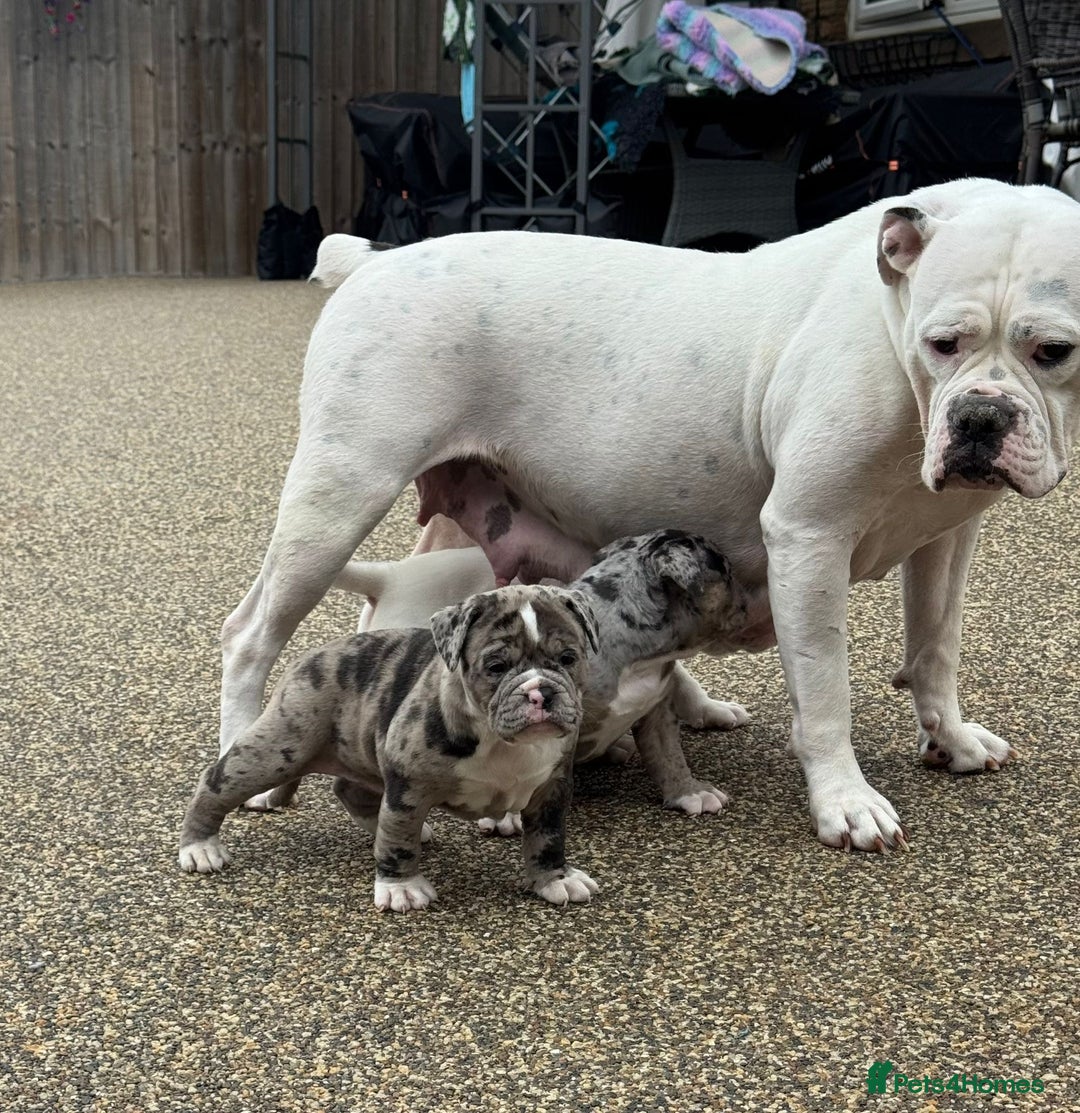 Olde English Bulldogge dogs for sale: Olde English Bulldogge puppies - Image 8
