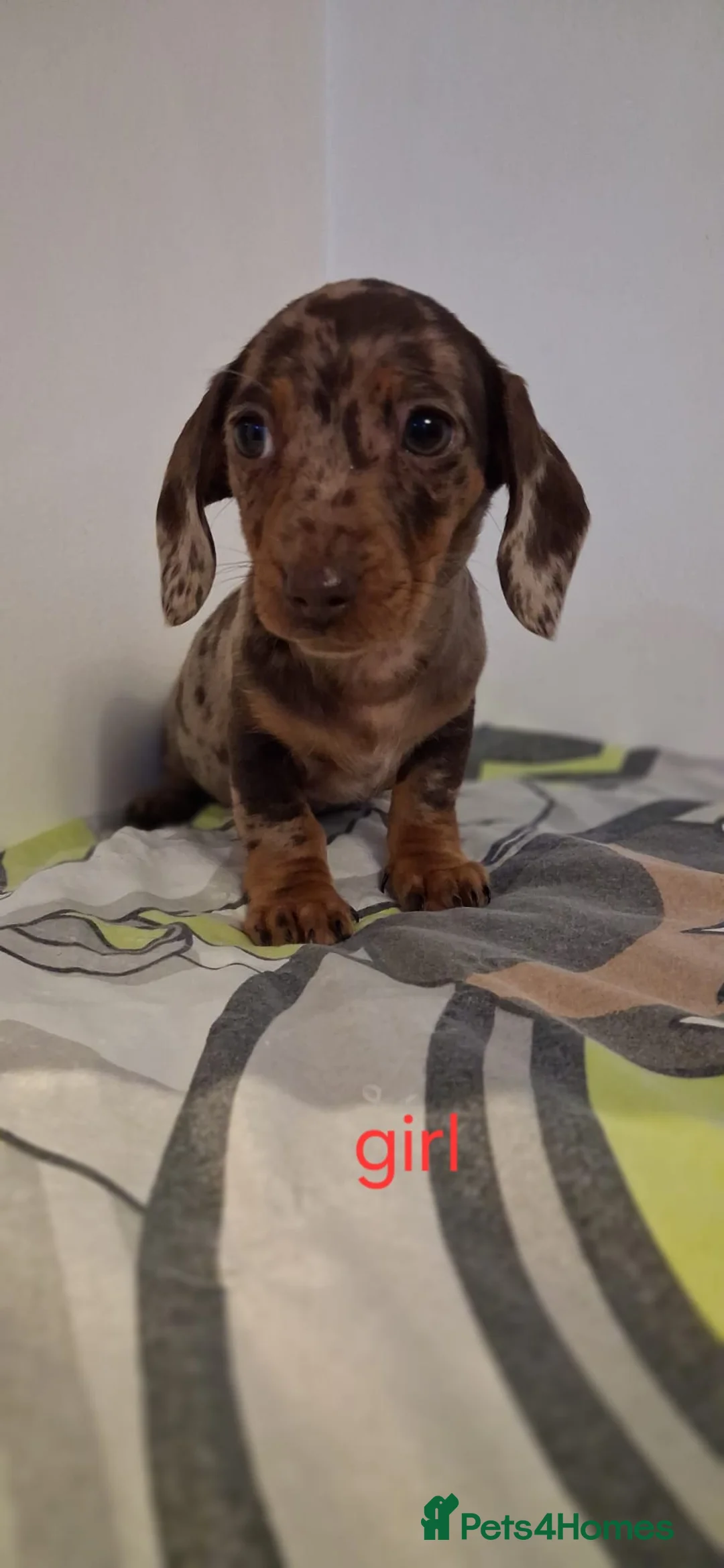 Dachshund dogs for sale: Beautiful miniature Dachshund babies  in Barnsley - Advert 4
