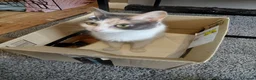 Domestic Shorthair cats for sale: Beautiful litter for sale  in Bedworth - Advert 1