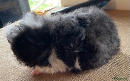 Guinea Pig rodents for sale: Older boar’s and baby Alpaca Texel and merino  - Image 13
