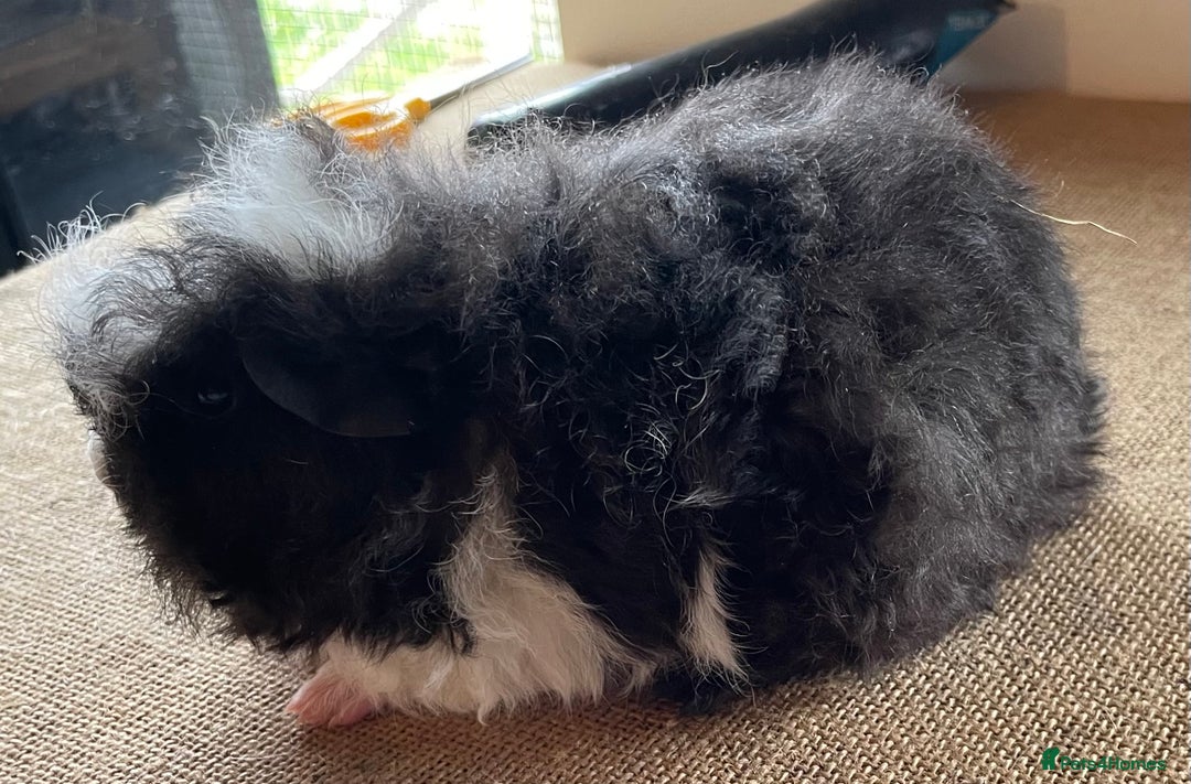 Guinea Pig rodents for sale: Older boar’s and baby Alpaca Texel and merino  - Image 13