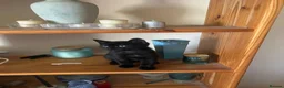 Mixed Breed cats for sale: Beautiful kittens  in Derby - Advert 3