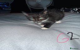 Mixed Breed cats for sale: 5x kittens looking for forever homes  - Image 7