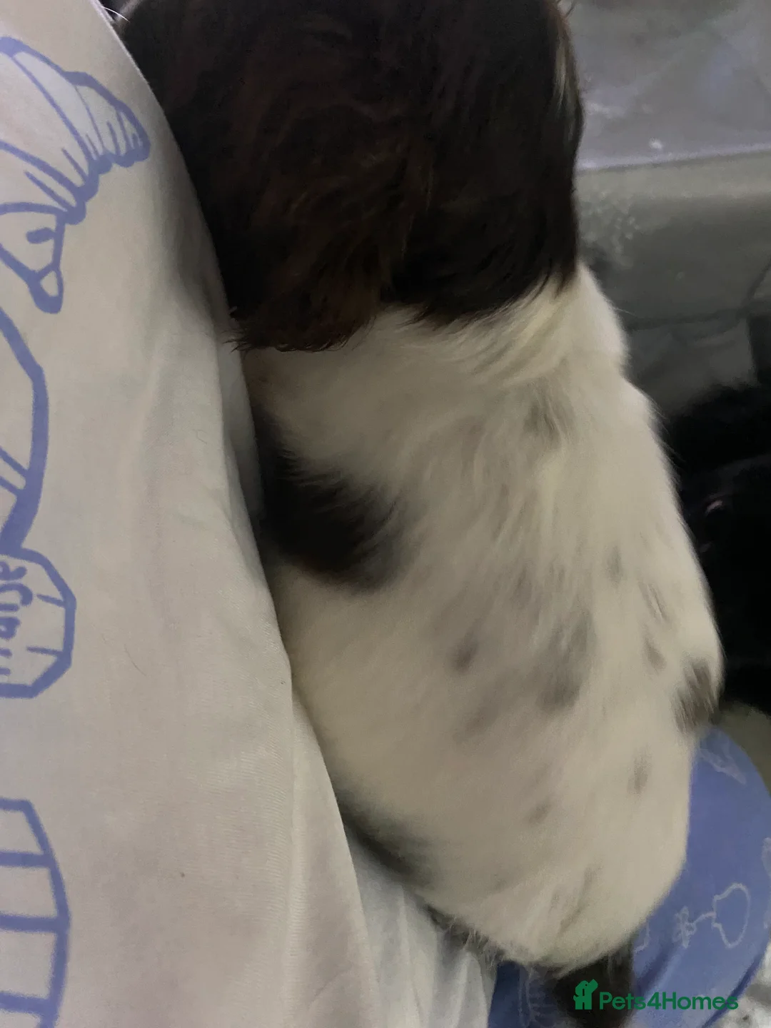 Sprocker dogs for sale: Beautiful Sprocker Puppies Ready 30th December - Advert 30