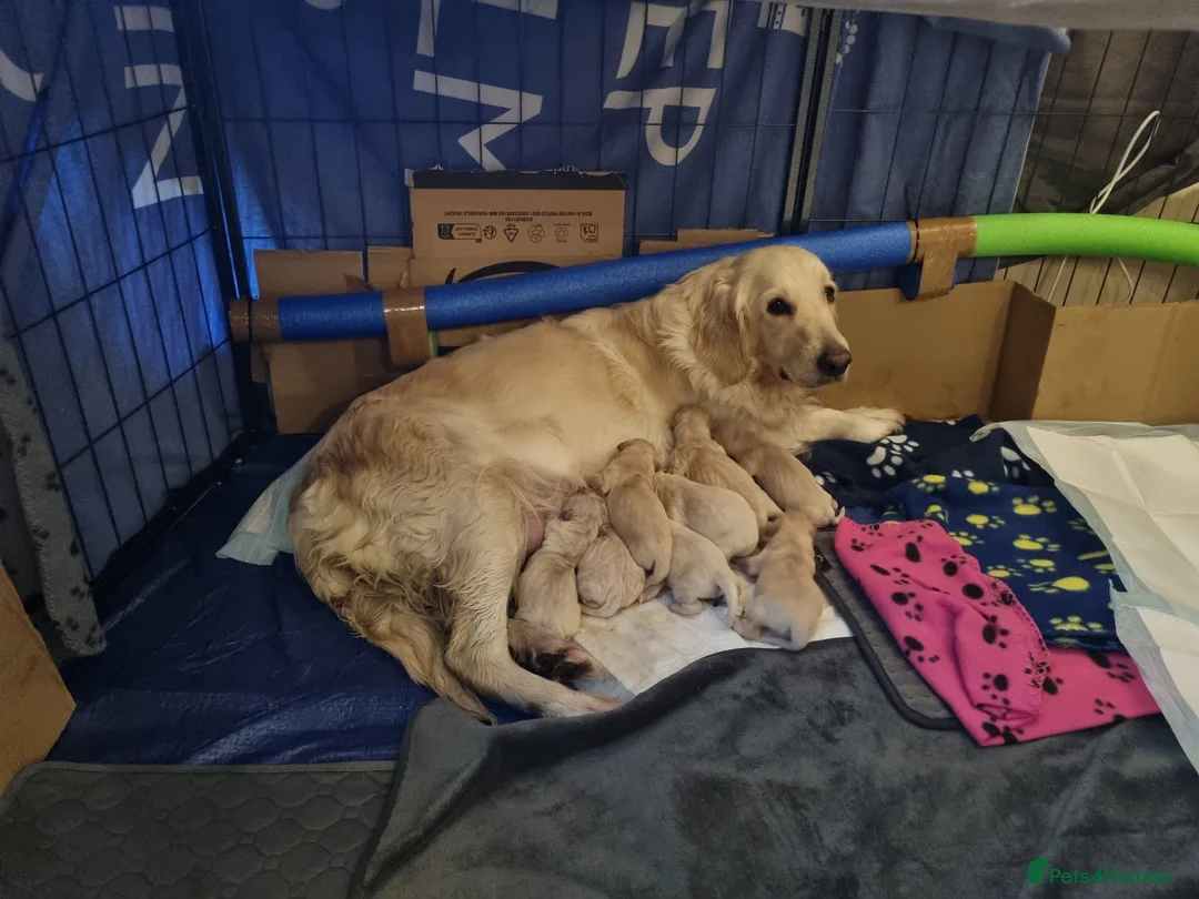 Golden Retriever dogs for sale: Beautiful Golden Retriever Puppies for Sale  - Advert 6