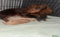 Cocker Spaniel dogs for sale: Beautiful cocker spaniels  - Image 14