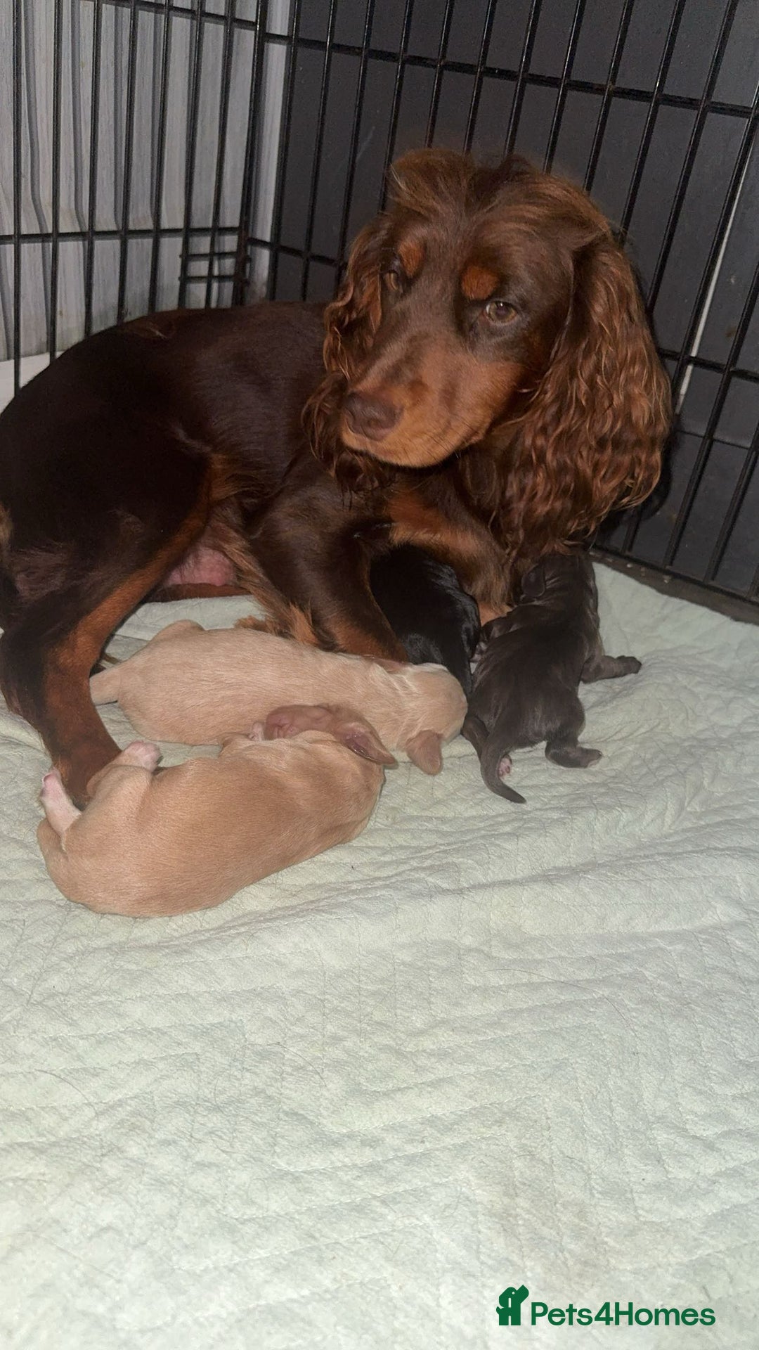 Cocker Spaniel dogs for sale: Beautiful cocker spaniels  - Image 14