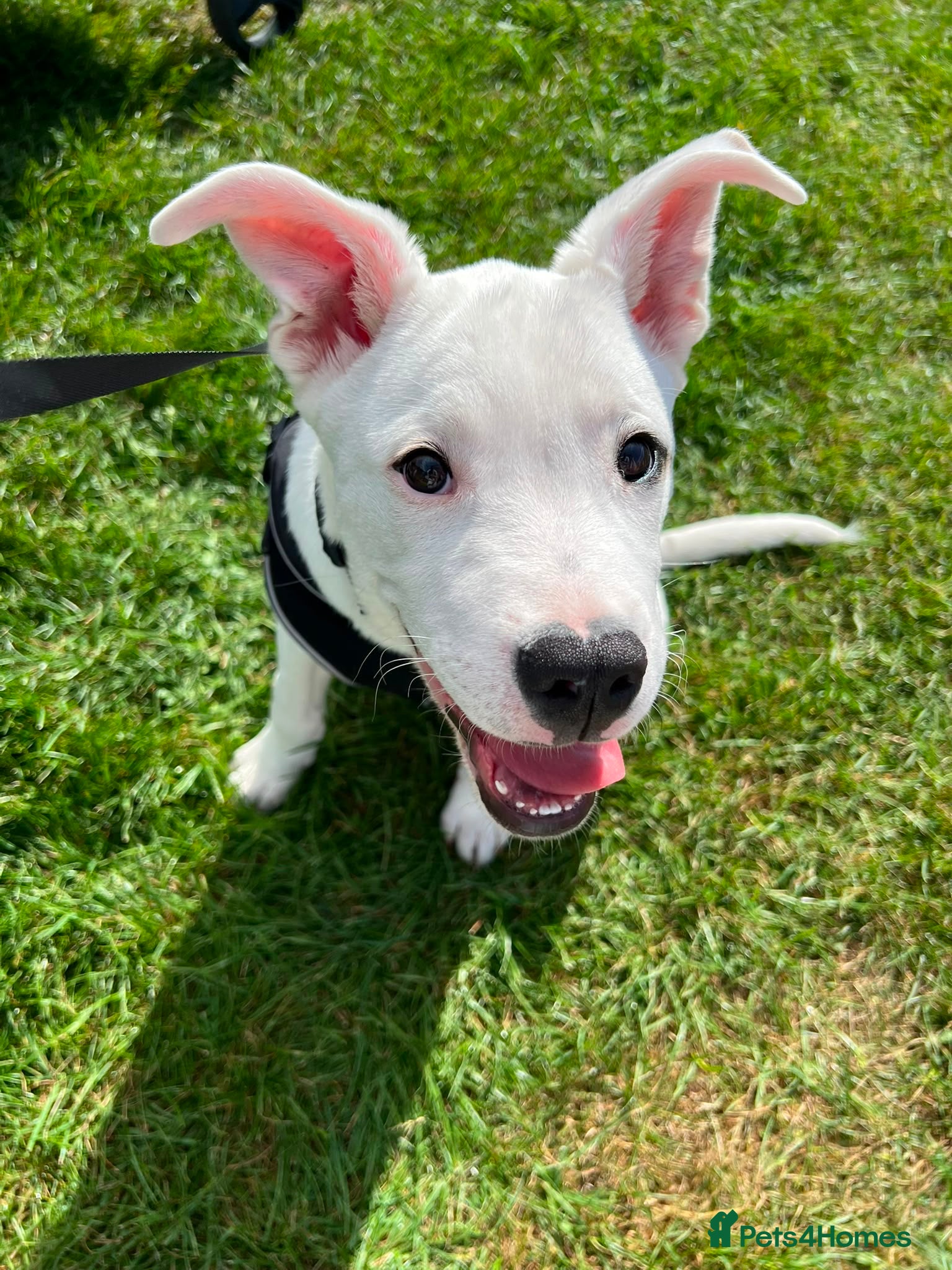 Mixed Breed dogs 5 month old male - Advert 4