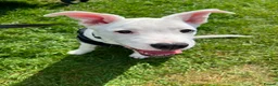 Mixed Breed dogs for sale: 5 month old male - Advert 1
