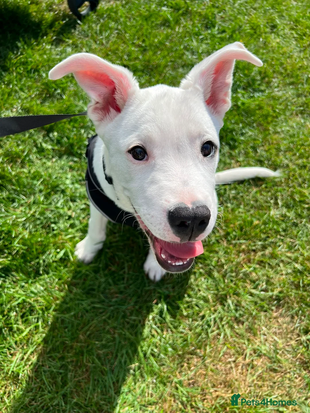 Mixed Breed dogs for sale: 5 month old male - Advert 1