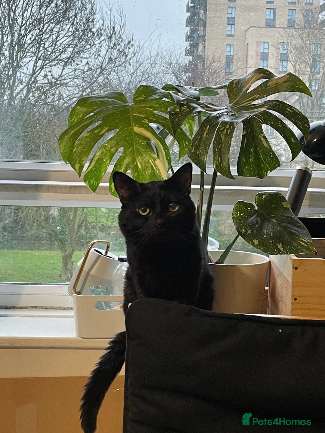 Mixed Breed cats for sale: Cute Black Cat  - Advert 1