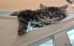 Mixed Breed cats for sale: Beautiful Mixed Breed Female Kitten - Image 3