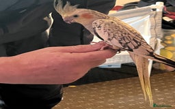 Cockatiels birds for sale: Cockatiels for sale hand tame - Image 7