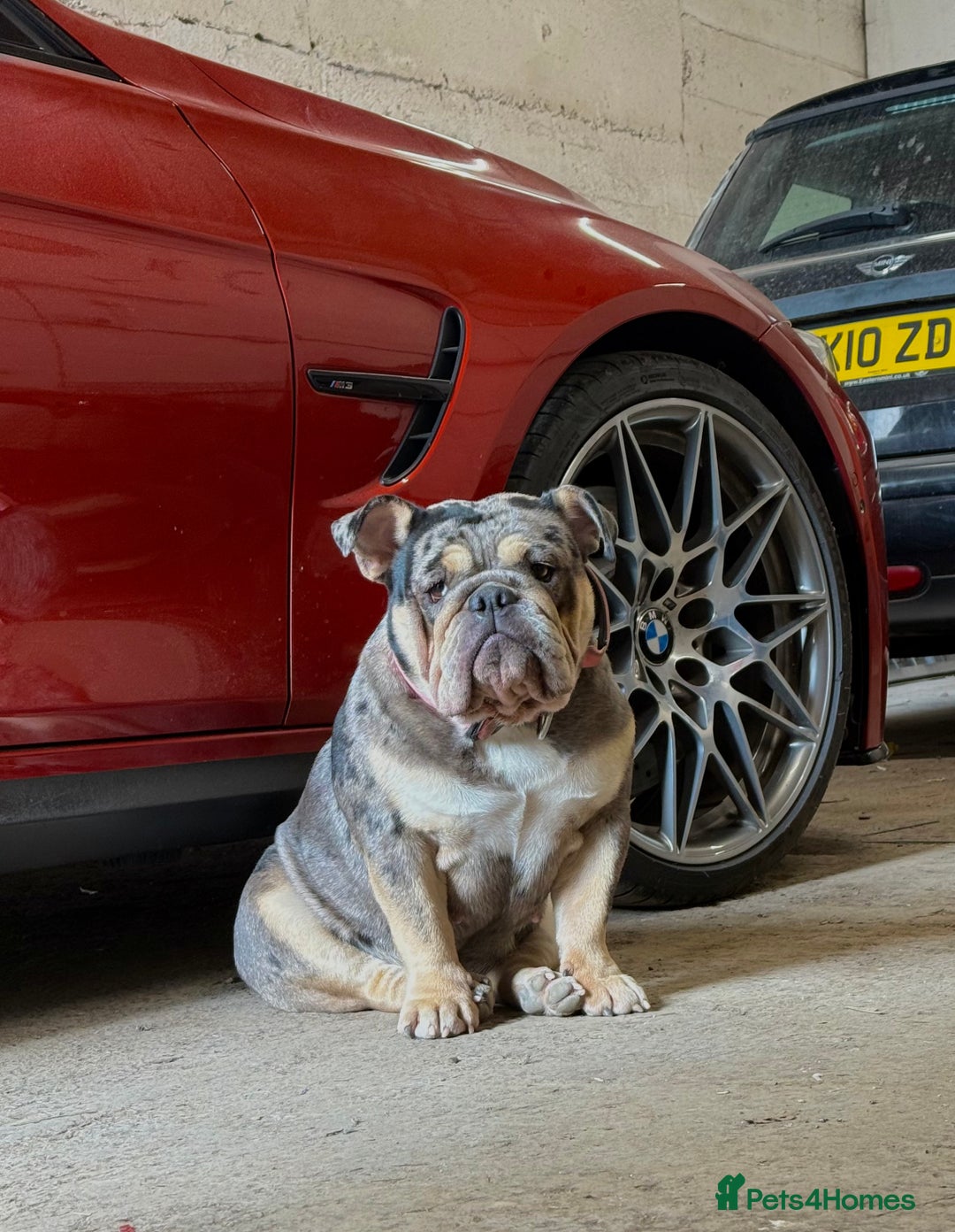 English Bulldog dogs for sale: English bulldog puppies - Advert 37