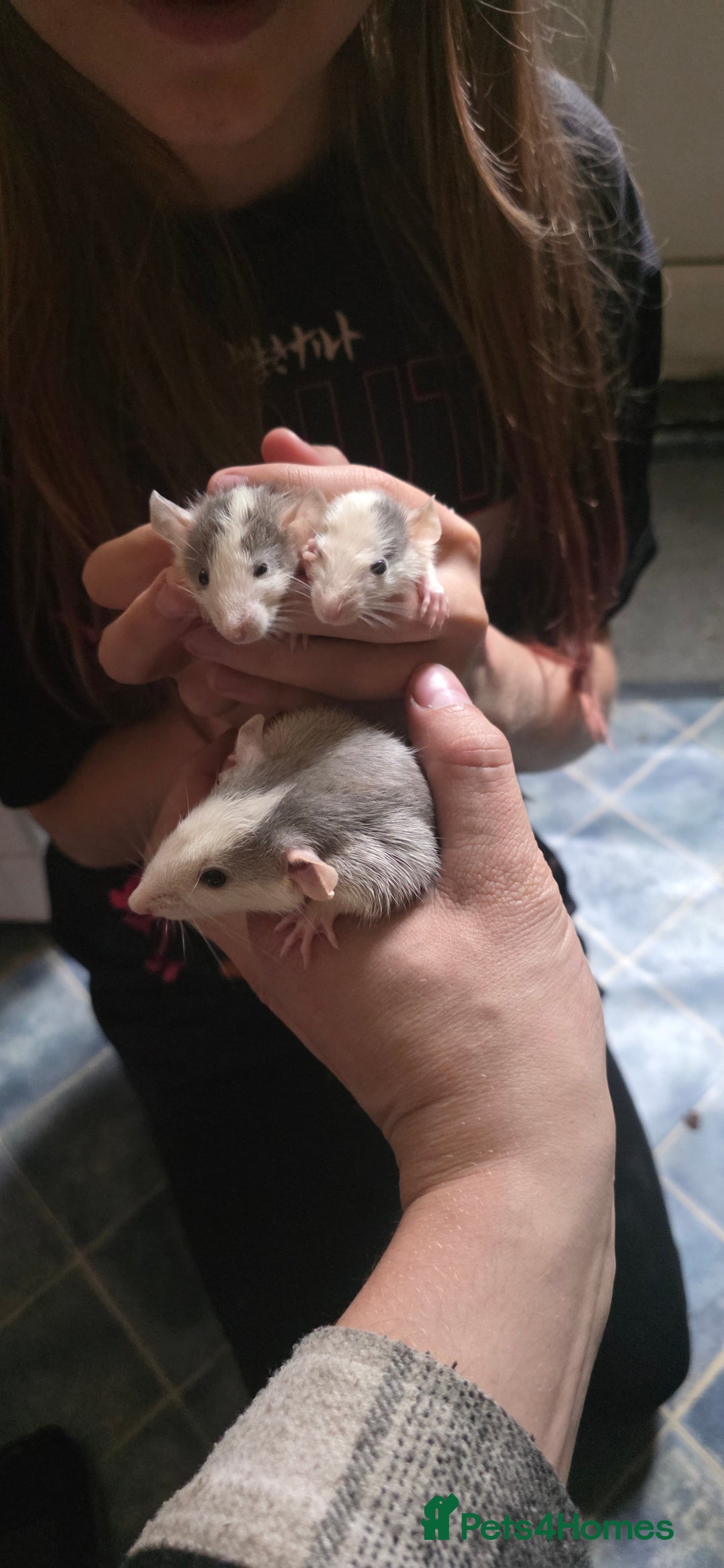 Mouse rodents for sale: Mouse / Rats for same  - Image 4