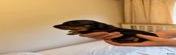 Miniature Dachshund dogs for sale: BEAUTIFUL MINI DACHSHUNDS  in Melrose - Advert 6