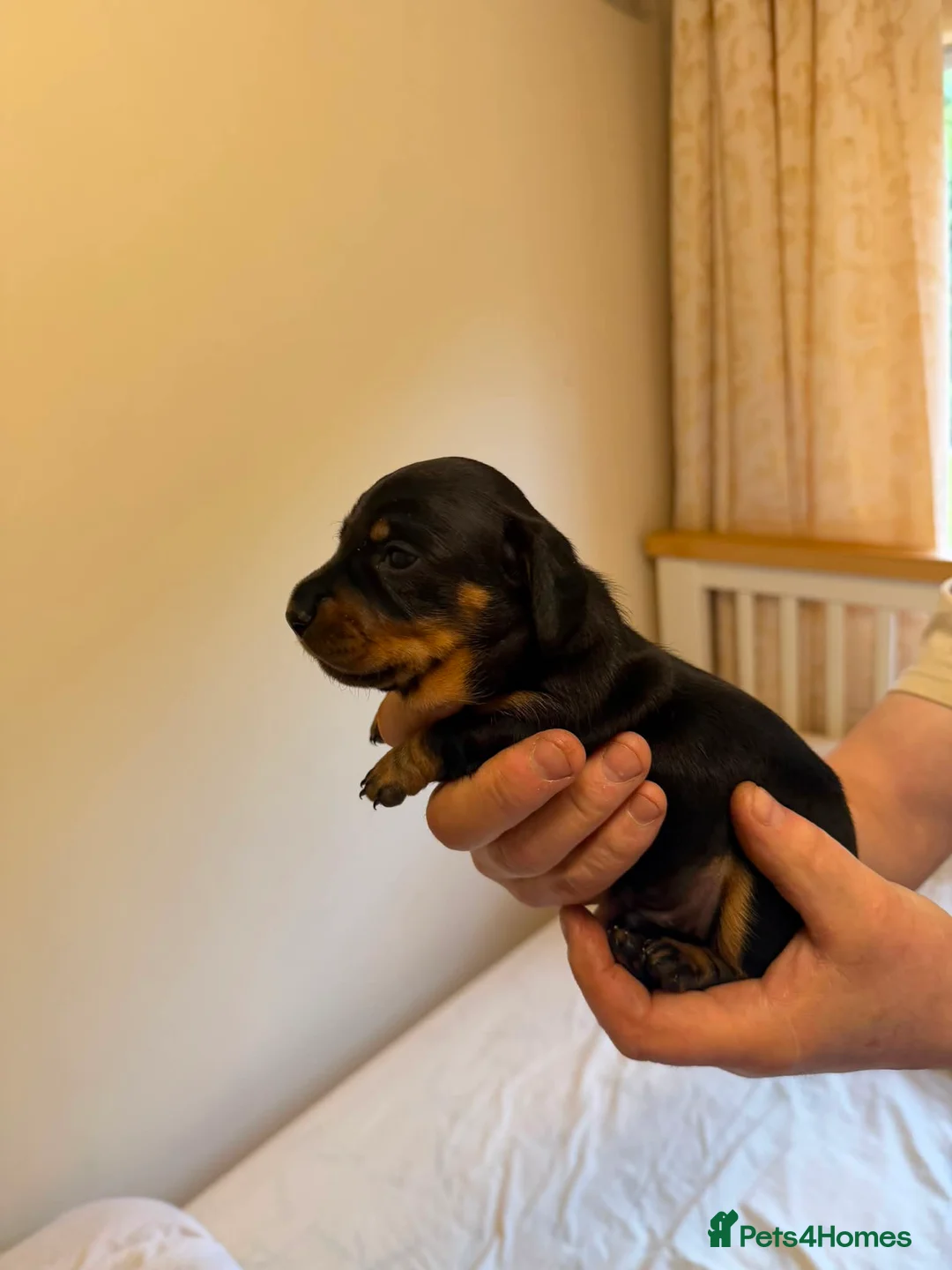 Miniature Dachshund dogs for sale: BEAUTIFUL MINI DACHSHUNDS  - Advert 2