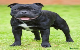 Staffordshire Bull Terrier dogs for stud: Champion sire black carrying blue Stafford stud  - Image 4