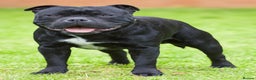 Staffordshire Bull Terrier dogs for stud: Champion sire black carrying blue Stafford stud  - Advert 4