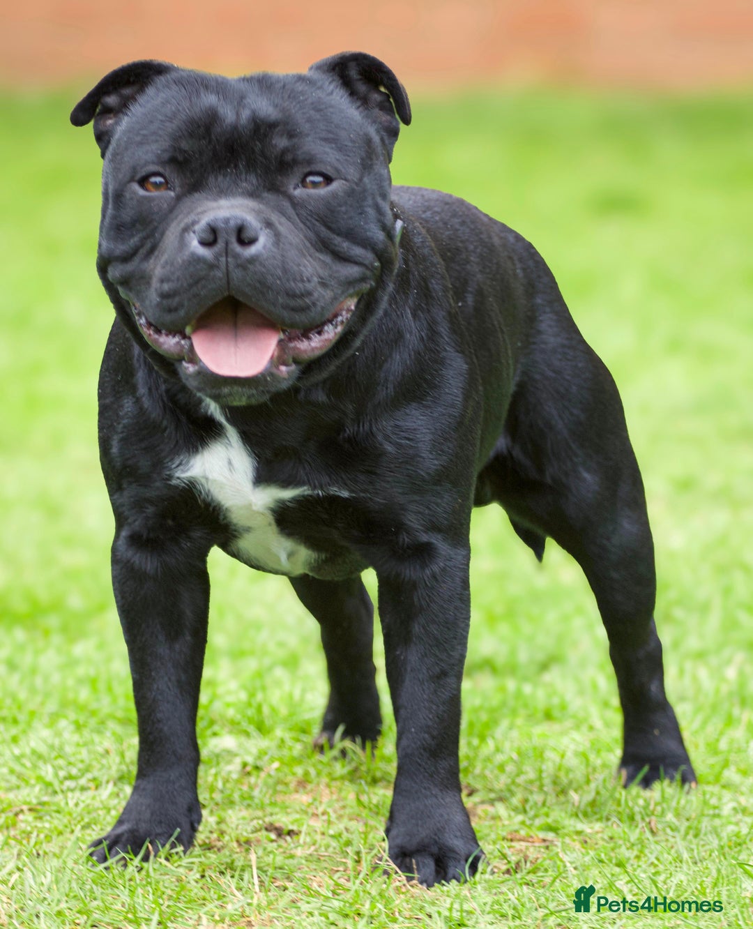 Staffordshire Bull Terrier dogs for stud: Champion sire black carrying blue Stafford stud  - Image 4