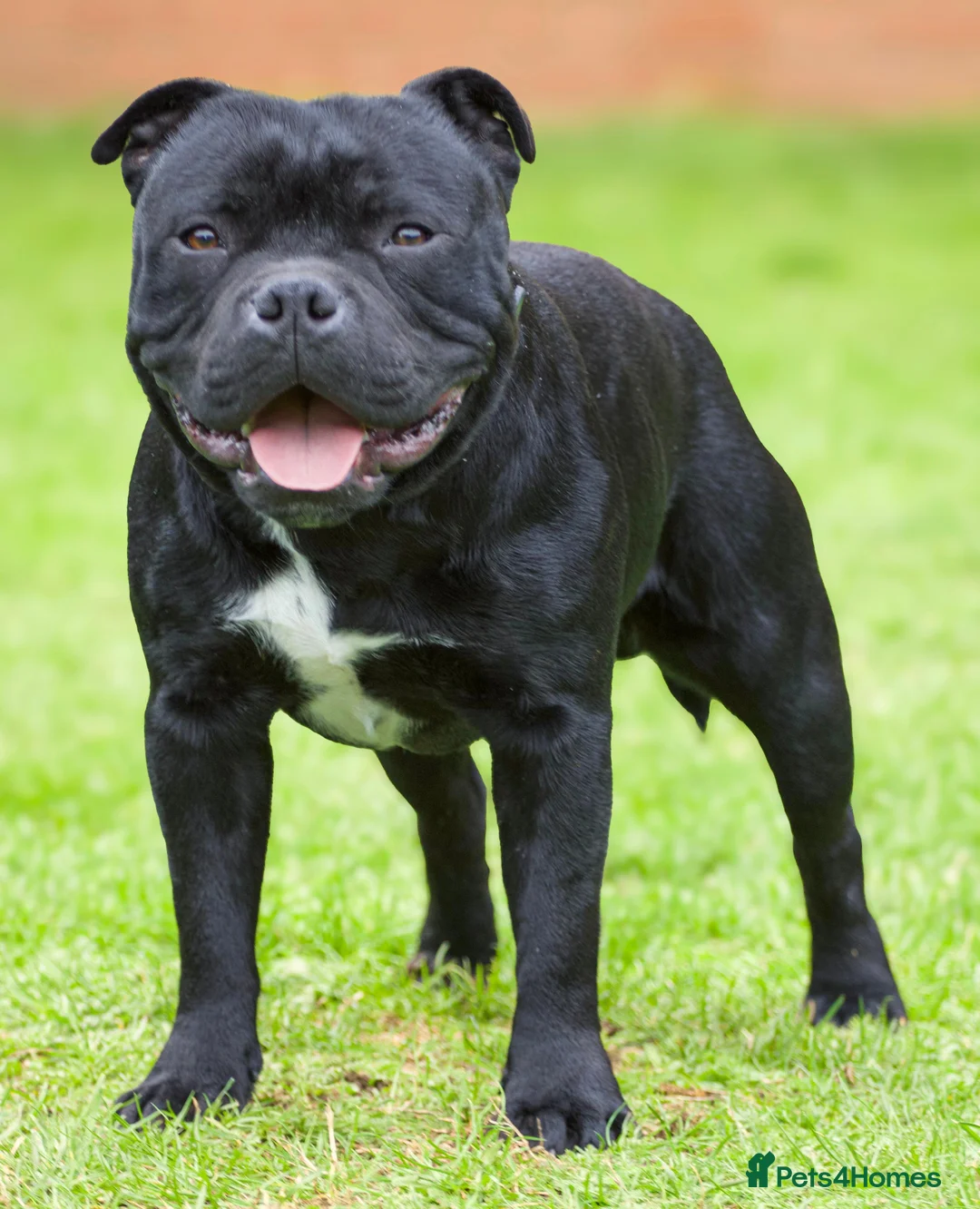 Staffordshire Bull Terrier dogs for stud: Champion sire black carrying blue Stafford stud  - Advert 4