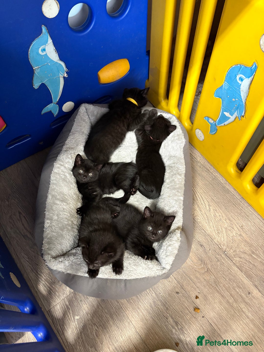 British Shorthair cats for sale: Half British blue short hair  - Image 1