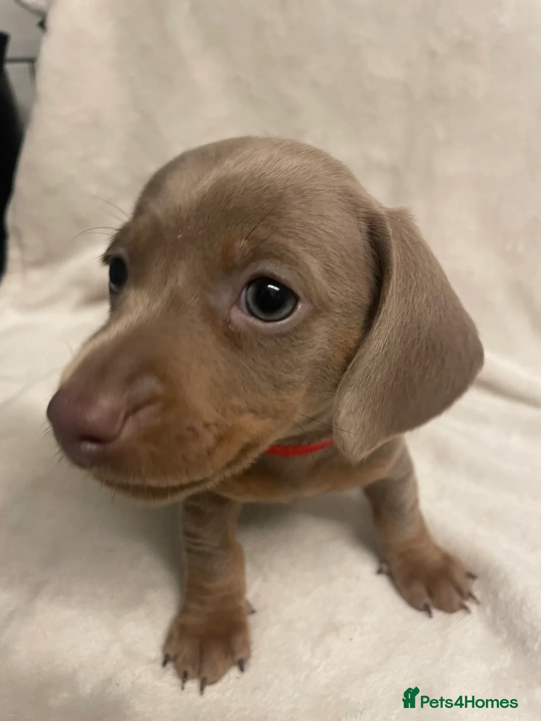 Dachshund dogs for sale: Isabella and tan miniature dachshunds  - Advert 10