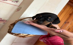Dachshund dogs for sale: Our 7 Adorable Dachshund Puppies Ready for Homes - Image 10
