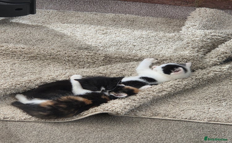 Mixed Breed cats - Advert 10